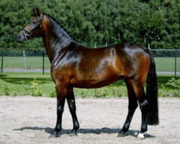 Avlshoppe O-Contendra BP (Holsteiner, 1999, fra Contender)