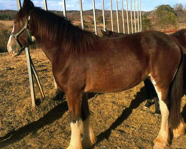 horse Schuler Farms Spirits Sophia (Clydesdale, 2014, from Blackjack of Ridgeview)