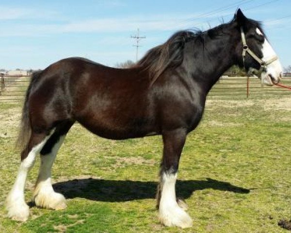Pferd Schendel's Autumns April (Clydesdale, 2006, von Glan Y Afon Nicholas)