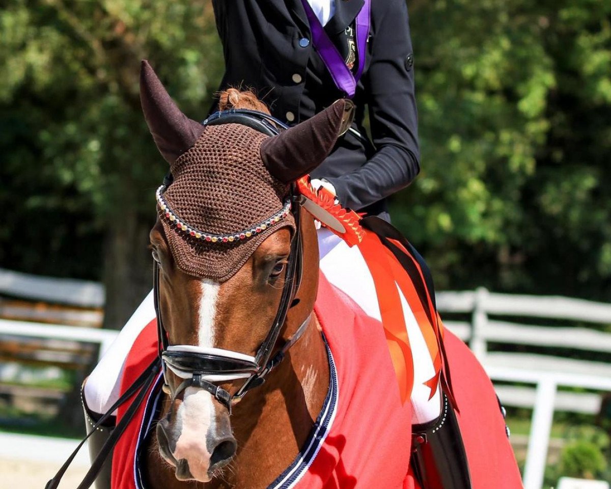 Deckhengst Daily Pleasure WE (Deutsches Reitpony, 2011, von HB Daylight)