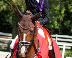stallion Daily Pleasure WE (German Riding Pony, 2011, from HB Daylight)