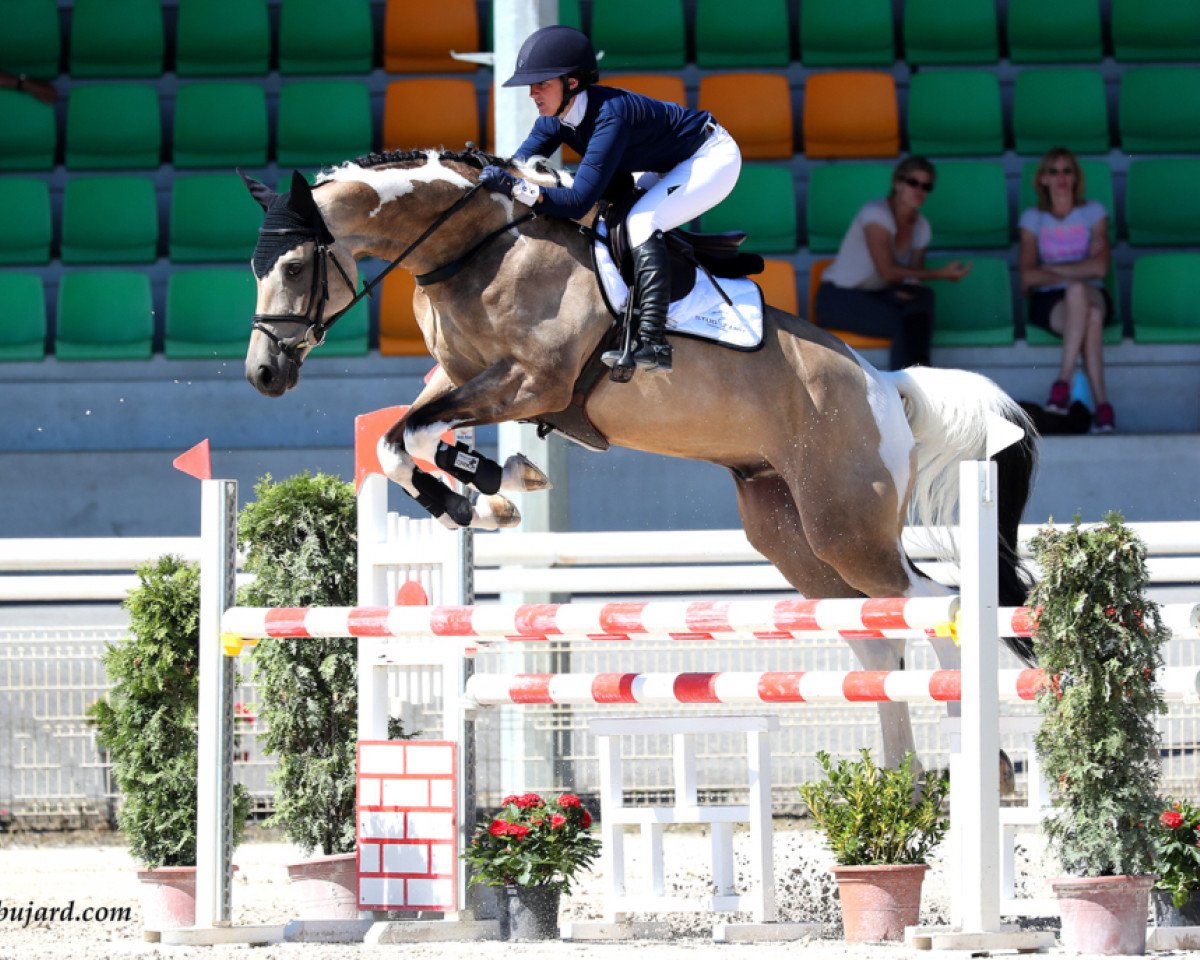 jumper Ucs Skyfall (anglo european sporthorse, 2015, from Legrand)