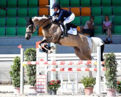 jumper Ucs Skyfall (anglo european sporthorse, 2015, from Legrand)