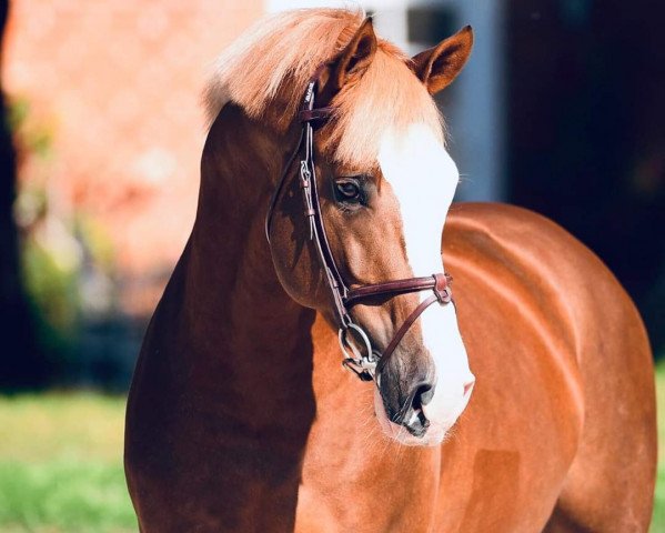stallion ASTERIX DE COULEUR (Oldenburg show jumper, 2016, from Aganix du Seigneur) stallion ASTERIX DE COULEUR (Oldenburg show jumper, 2016, from Aganix du Seigneur)