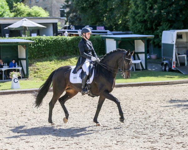 Dressurpferd Fürstin Von Der Heide (Oldenburger, 2011, von Fürstenball)