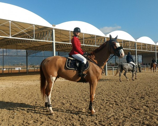 jumper Acourbetto PS (Oldenburg, 2012, from Action-Breaker)