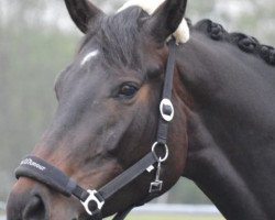 Dressurpferd Diamonde D'Amour (Hannoveraner, 2014, von D'Olympic)