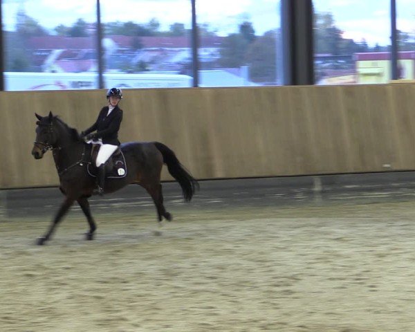 Reitturnier Zwickau 2025