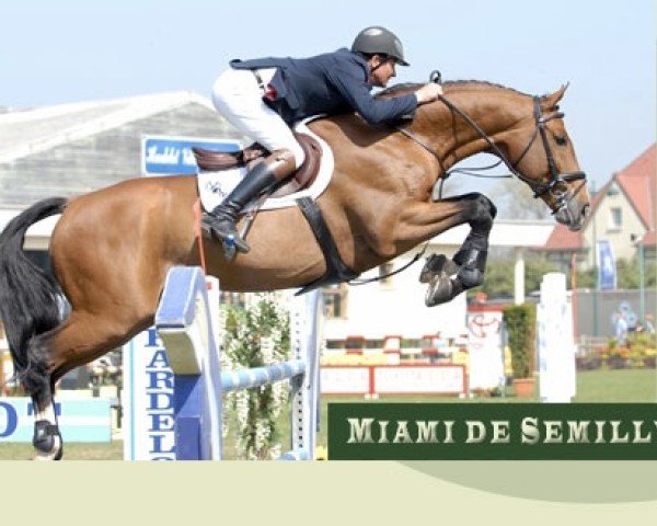 Deckhengst Miami de Semilly (Selle Français, 2000, von Voltaire)