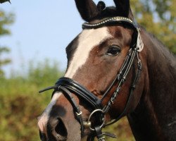 dressage horse Moonlight Princess (Hanoverian, 2013, from Matchos As)