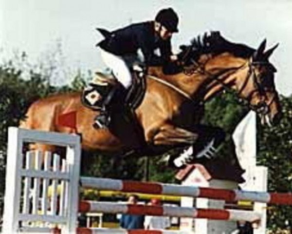 Zuchtstute Mirca G (Schwedisches Warmblut, 1980, von Irco Marco)