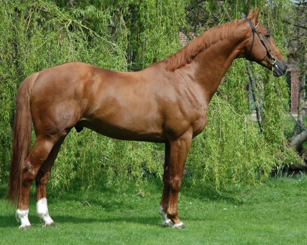 stallion Balou Mena Gii (anglo european sporthorse, 1998, from Baloubet du Rouet) stallion Balou Mena Gii (anglo european sporthorse, 1998, from Baloubet du Rouet)
