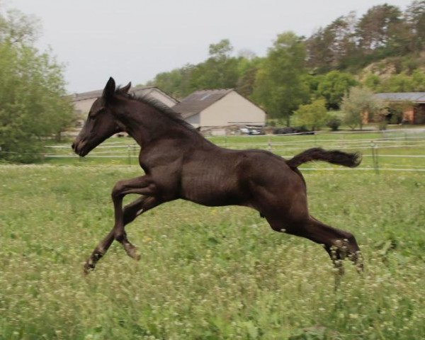 horse Tamino (Trakehner, 2020, from In Versuchung)