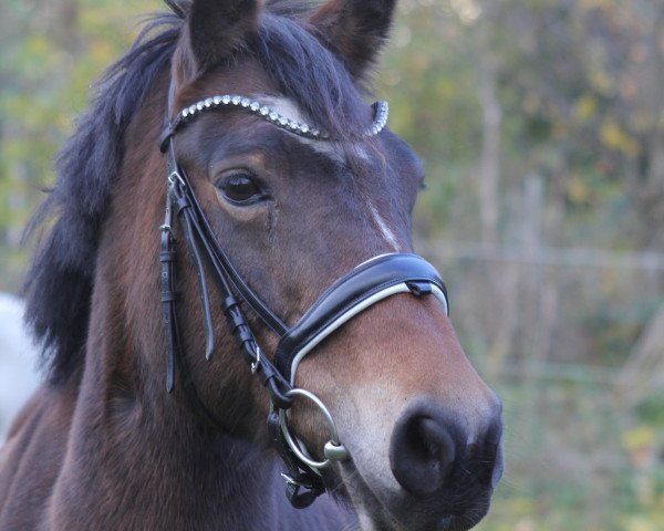 horse Wiechhof's New Beauty (New Forest Pony, 2006, from Morning Risto)