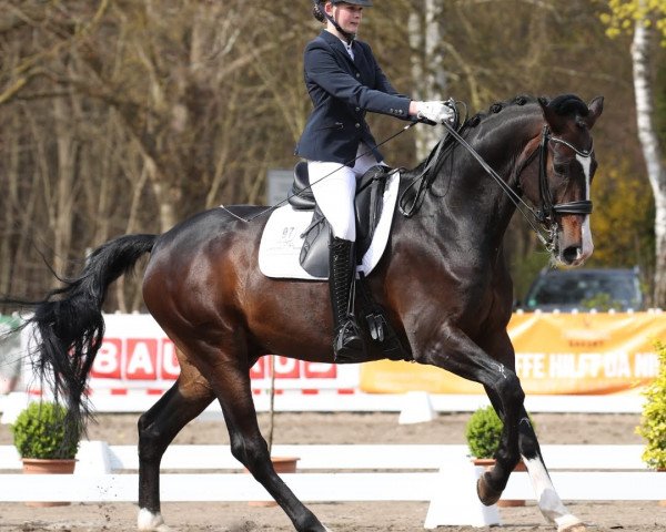 Dressurpferd Don Dressage (Hannoveraner, 2011, von Don Schufro)
