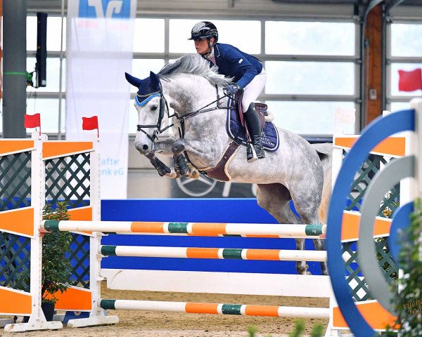 jumper Zarina Blue (Oldenburg show jumper, 2016, from Zapatero VDL) jumper Zarina Blue (Oldenburg show jumper, 2016, from Zapatero VDL)