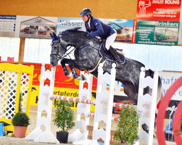 jumper Diaceur (Holsteiner, 2015, from Diarado)