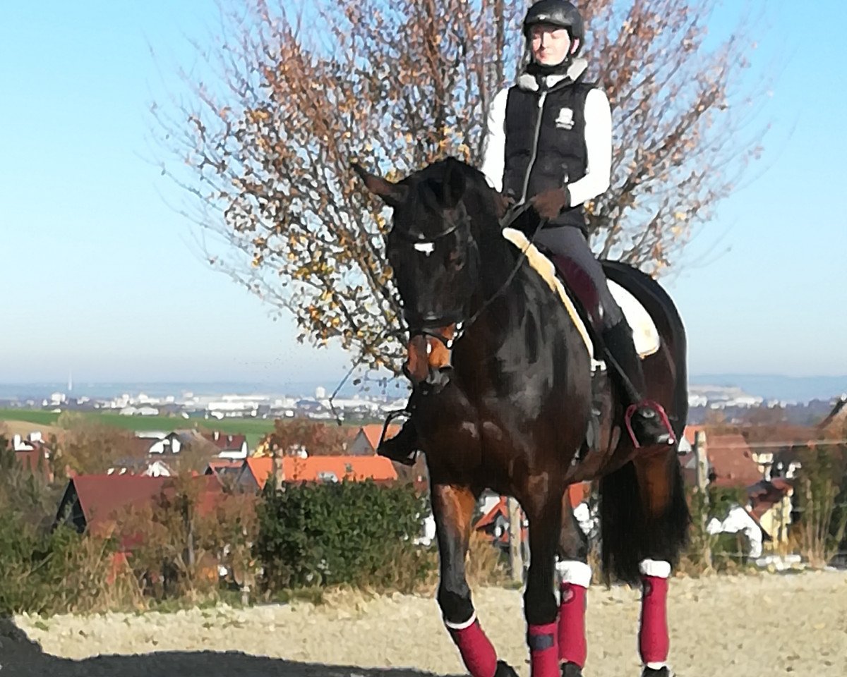 broodmare Ruby Tuesday (Oldenburg, 2007, from Rulaman)