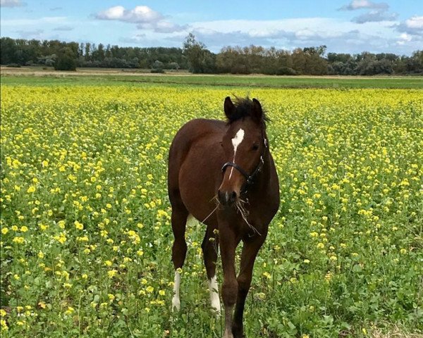 horse Express Coco Bay (German Riding Pony, 2020, from Dreidimensional AT NRW)