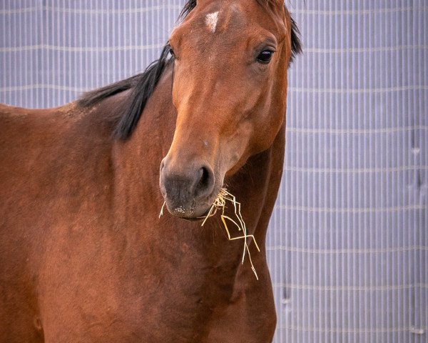Pferd Frieda (Hannoveraner, 2017, von Fahrenheit's Flynstone)