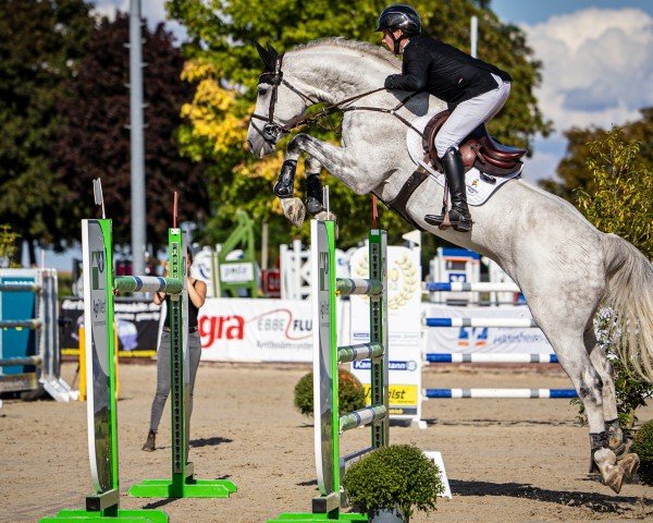 Plemeník Valensky (Hannoverský kůň, 2016, od Valentino)