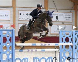 Springpferd Nikos vd Bisschop (Belgisches Warmblut, 2013, von Krimson van Spieveld)