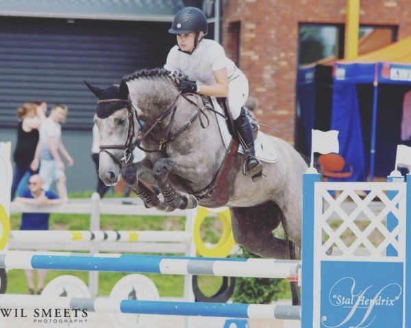 Jumper Haranta (KWPN (Dutch Warmblood), 2012, from Zirocco Blue)