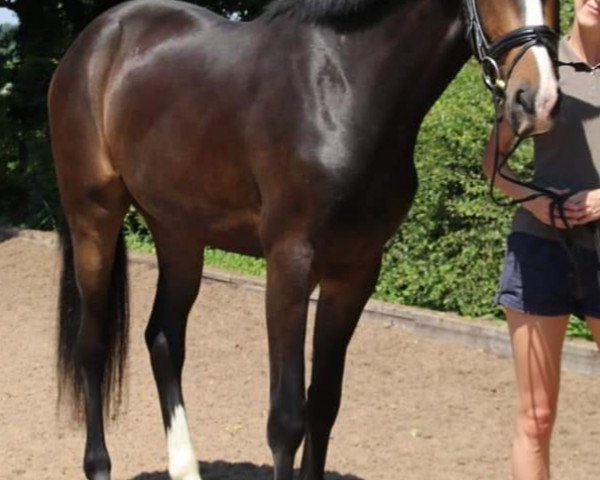horse Fritz (Hanoverian, 2017, from Fürst Belissaro)