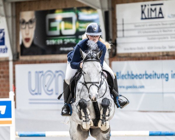 Koń skokowy K&K Carry (Reńszak, 2018, od Chacoon Blue)