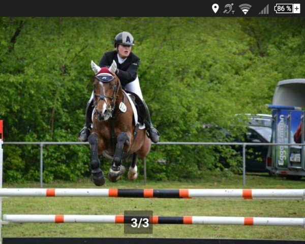 jumper Helicon 10 (KWPN (Royal Dutch Sporthorse), 2012, from Tygo)