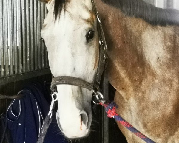 Springpferd Contino 83 (Westfale, 2015, von Cup Cooper)