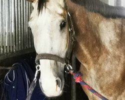 jumper Contino 83 (Westphalian, 2015, from Cup Cooper)