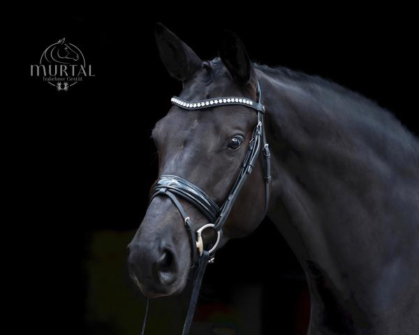 Zuchtstute Topmodel (Trakehner, 2012, von All Inclusive)