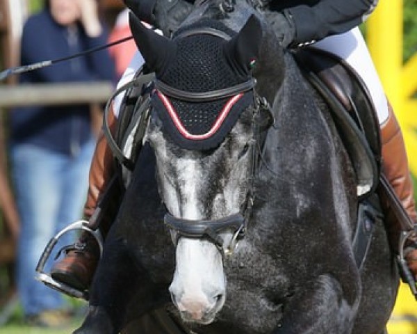 jumper Utopia L (Oldenburg show jumper, 2012, from Classe VDL)