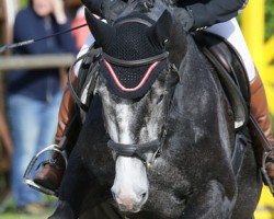 Springpferd Utopia L (Oldenburger Springpferd, 2012, von Classe VDL)