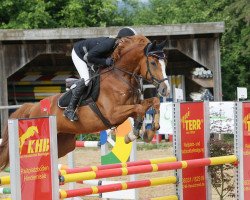 Springpferd Champ F (Württemberger, 2009, von Chambertin)