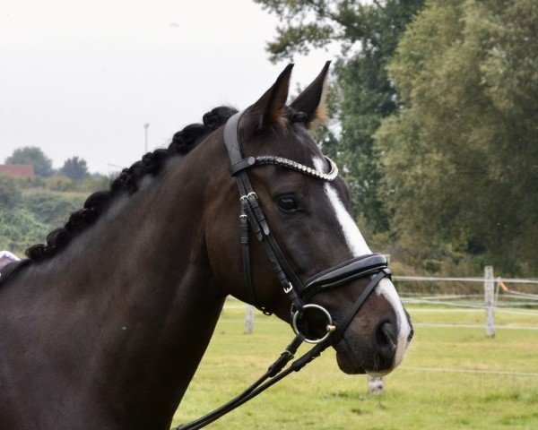 kůň Zamoun (Hannoverský kůň, 2019, od Zoom)