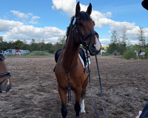 Cavallo da salto Chabba Wookie (Holstein, 2017, di Casaltino)
