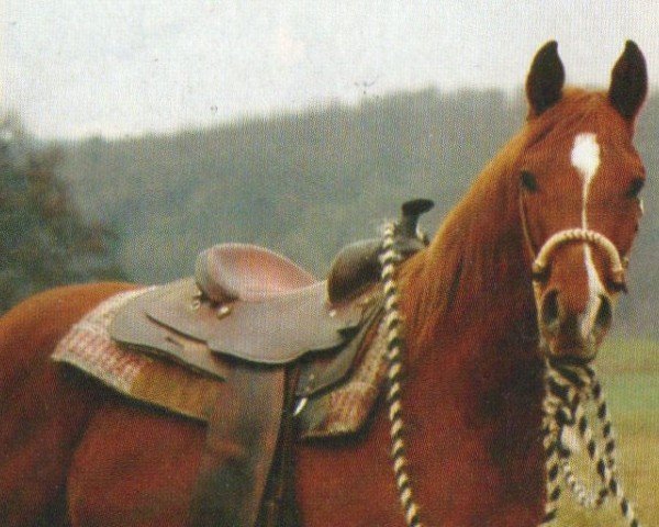 Cavallo Emmet ox (Purosangue Arabo, 2001, di ANGOR ox)