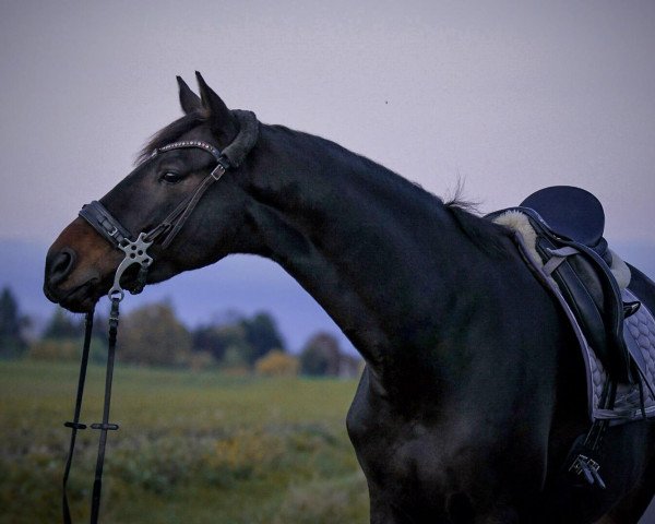 Dressurpferd Polartanz 5 (Trakehner, 2014, von Abendtanz)