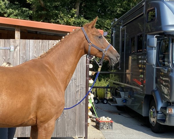 broodmare Quandra (Shagya Arabian, 2014, from Quality Time)