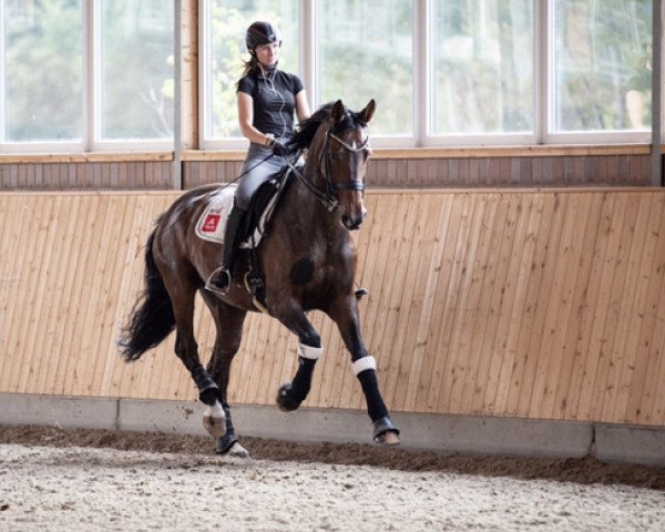 dressage horse La Peregrina (Hanoverian, 2008, from Londontime)