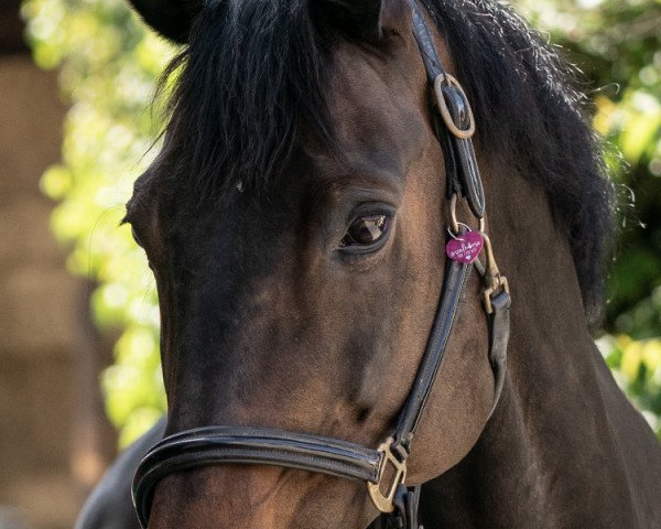 broodmare Graciah (Rhinelander, 2003, from Goethe)