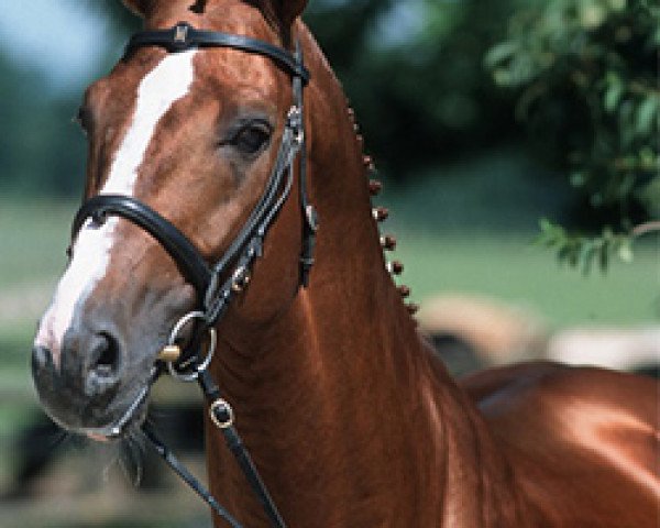 stallion Enanco S (Hanoverian, 1993, from Espri) stallion Enanco S (Hanoverian, 1993, from Espri)
