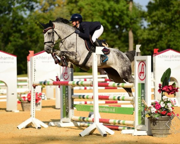 Springpferd La Mia Principessa (Österreichisches Warmblut, 2012, von Enanco S)