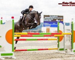 jumper Souverän NH (Württemberger, 2009, from San Amour I)