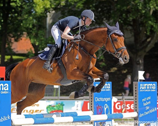 jumper Chayenne 313 (Württemberger, 2007, from Carlo Carlucci NH)