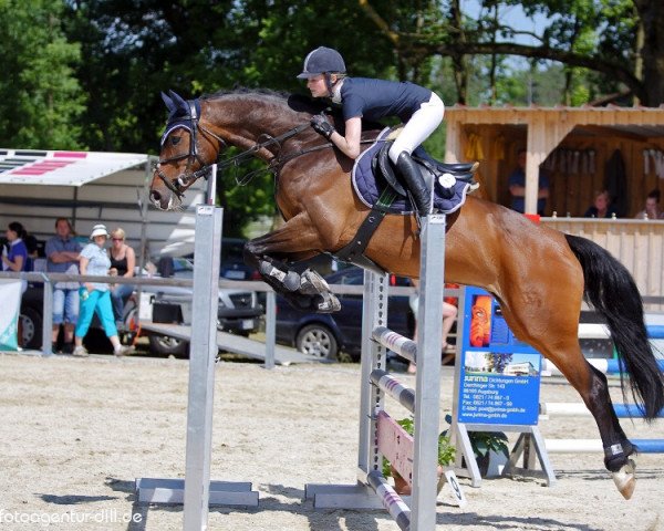 broodmare Carla NH (Württemberger, 2007, from Carlo Carlucci NH)