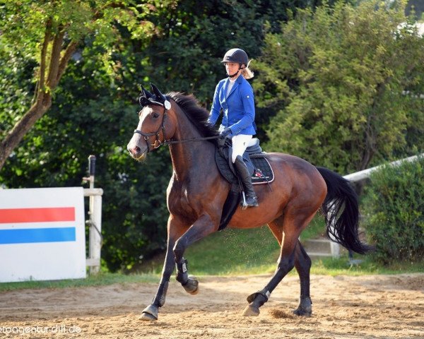 Springpferd Accira E (Holsteiner, 2014, von Acord II)