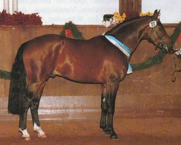 Koń ujeżdżeniowy Puccini 53 (Bayer, 1993, od Piaster)